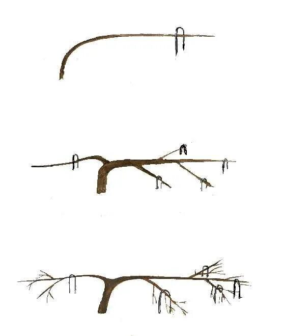 Яблоня формировка кроны стланцевая. Кустовидная формировка кроны яблоня. Стелющаяся формировка яблони. Обрезка стланцевой яблони.