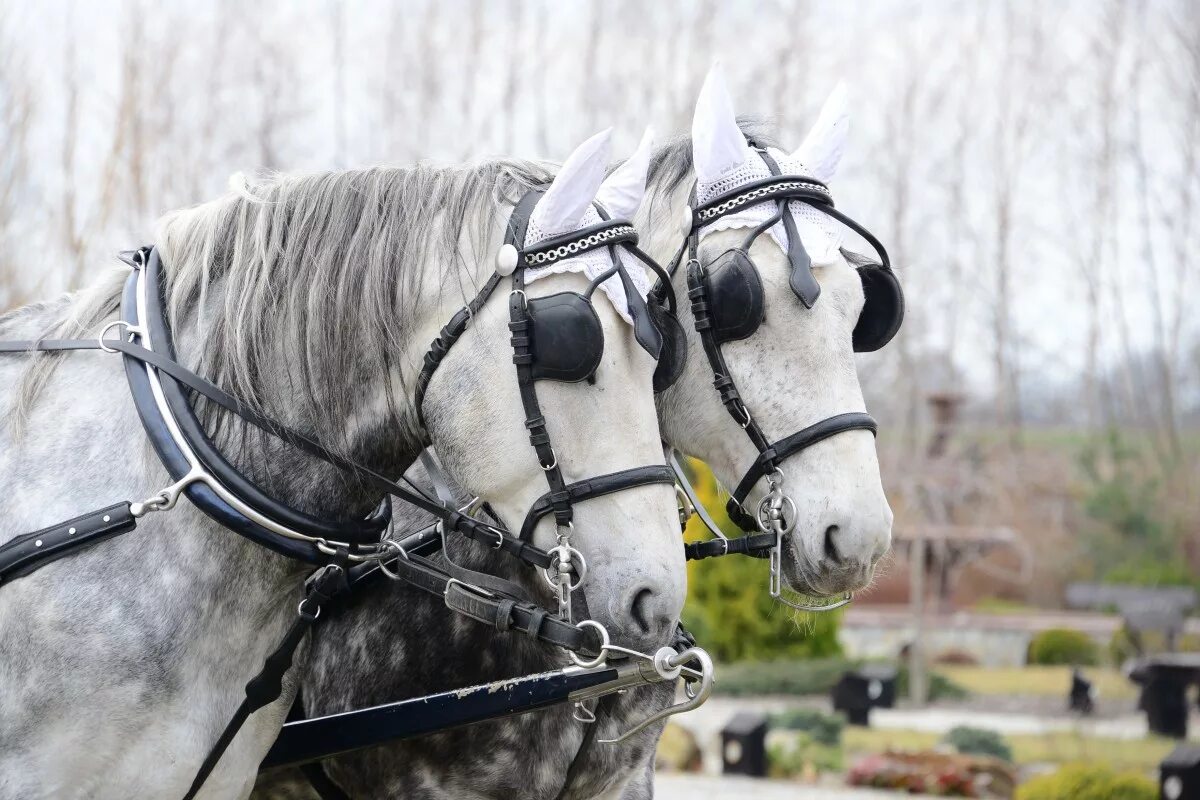 Пароконная запряжка. Шоры у лошади. Шоры на глазах у лошади. Повязка на глаза лошади. Шоры на глазах.