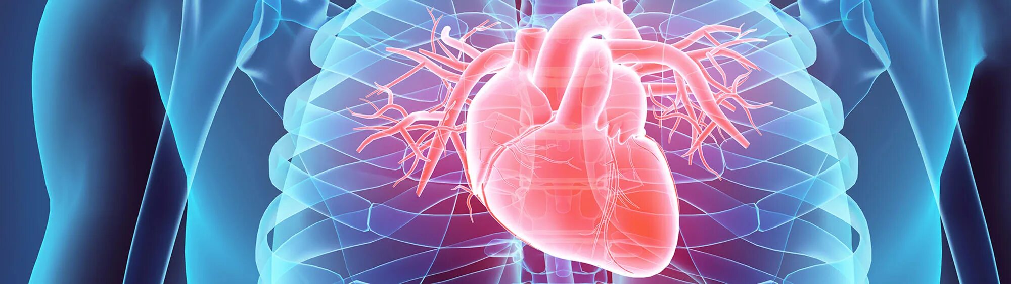 Врач с сердцем. Фон для презентации сердечно сосудистая система. New cardiovascular risk. Cardiology disease. Cardiology disease.