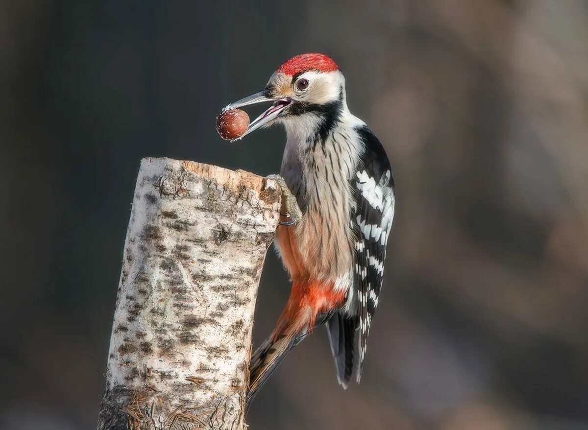 Что ест дятел. Что ест дятел. Питание дятлов. Дупло дятла. Клюв дятла.