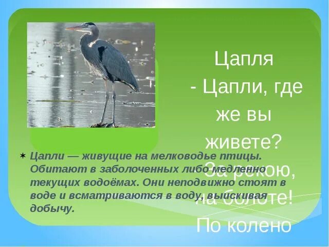Цапля кумир. Где живет цапля. цапля где обитает. где живут цапли в россии. серая цапля описание.