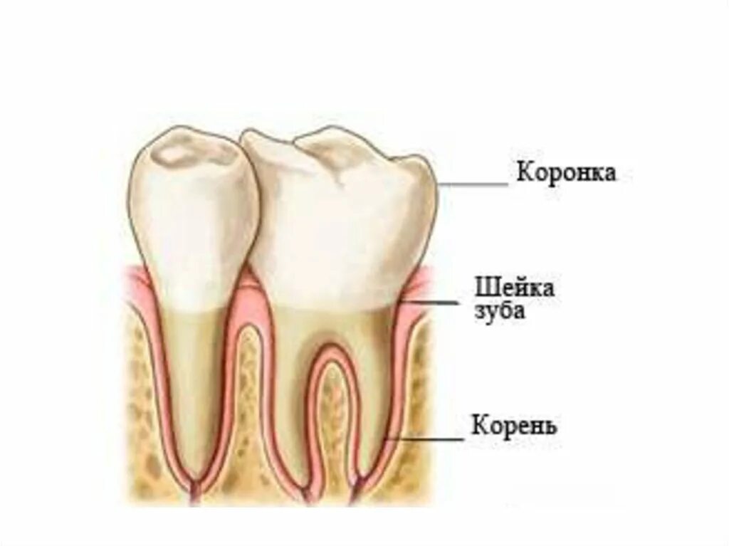 Коронка шейка и корень зуба. Анатомия зуба коронка шейка корень. Коронка 2) корень 3) зуб 4) шейка. Строение зуба коронка шейка корень.