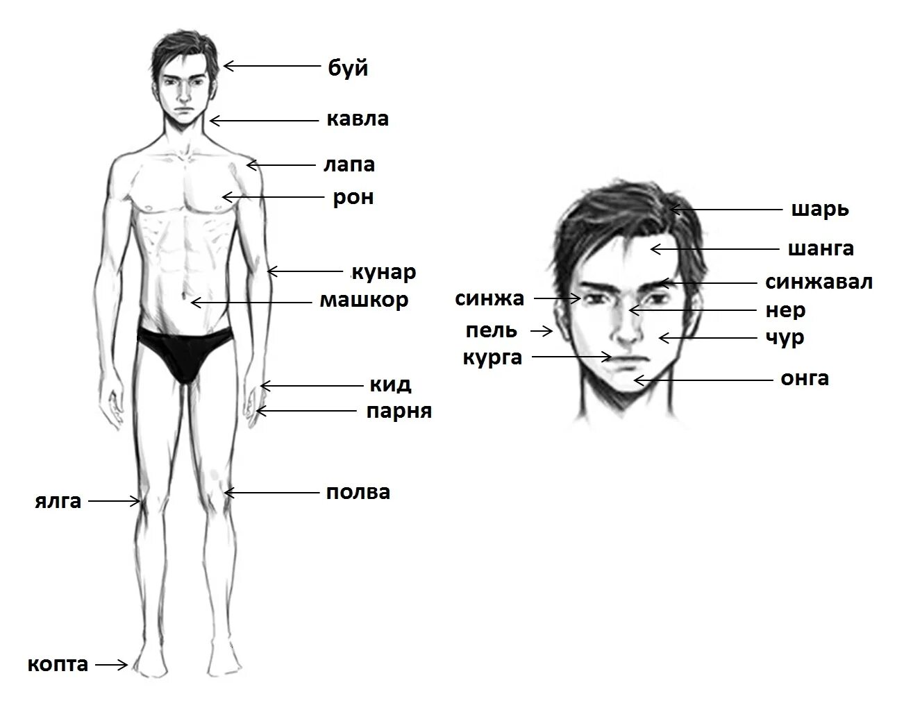 Название частей тела. Название частей человека. Тело человека с названиями частей тела. Части тела мужчины названия.