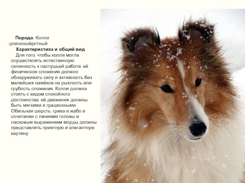Шелти плюсы и минусы. Колли собака характеристика. Колли шелти. Колли презентация. Колли собака характеристика.