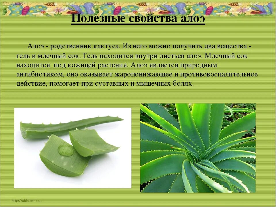 Можно ли использовать алоэ. Алоэ вера родина растения 2. характеристики растения алоэ вера. алоэ столетник мякоть. лечебные св-ва алоэ вера.