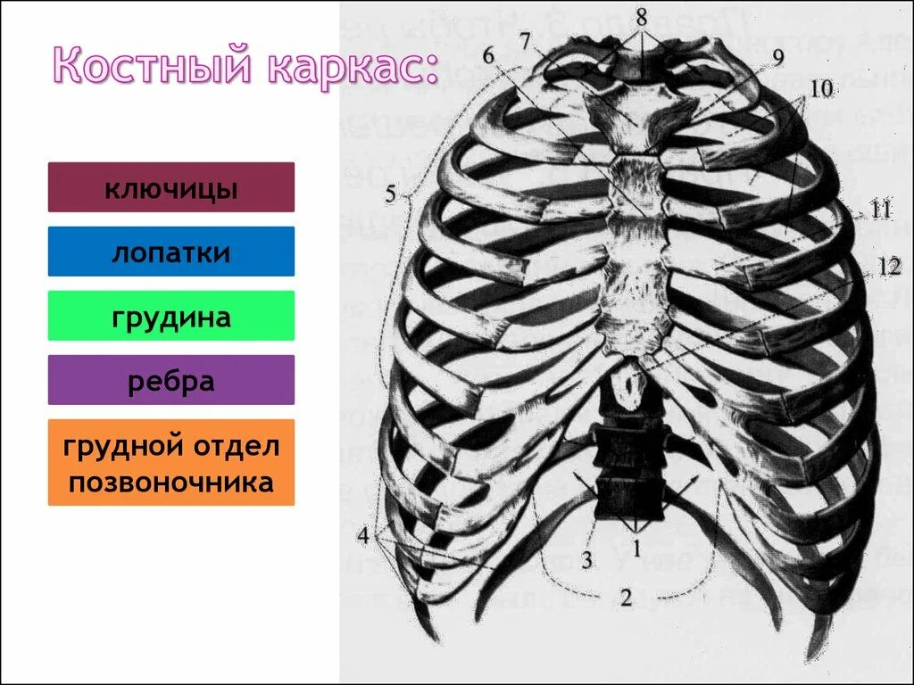 Рентгеноанатомия грудной клетки ребра. Костный каркас грудной клетки. Грудная клетка ребра Грудина грудные позвонки. Грудной отдел позвоночника с ребрами Грудина.