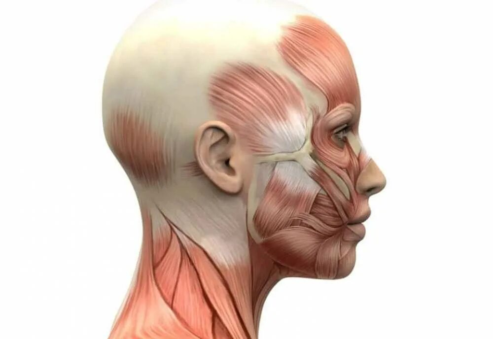 Массаж апоневроза головы. Скуловая мышца анатомия. Сухожильный апоневроз черепа. Надчерепной апоневроз.