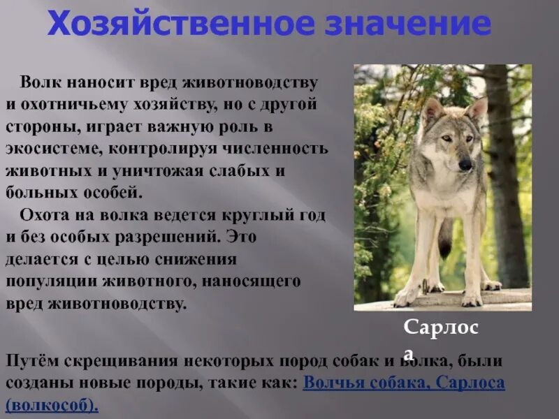 Значение волка в природе. Волк в жизни человека роль. Вред животных в жизни человека. Роль волка в природе.