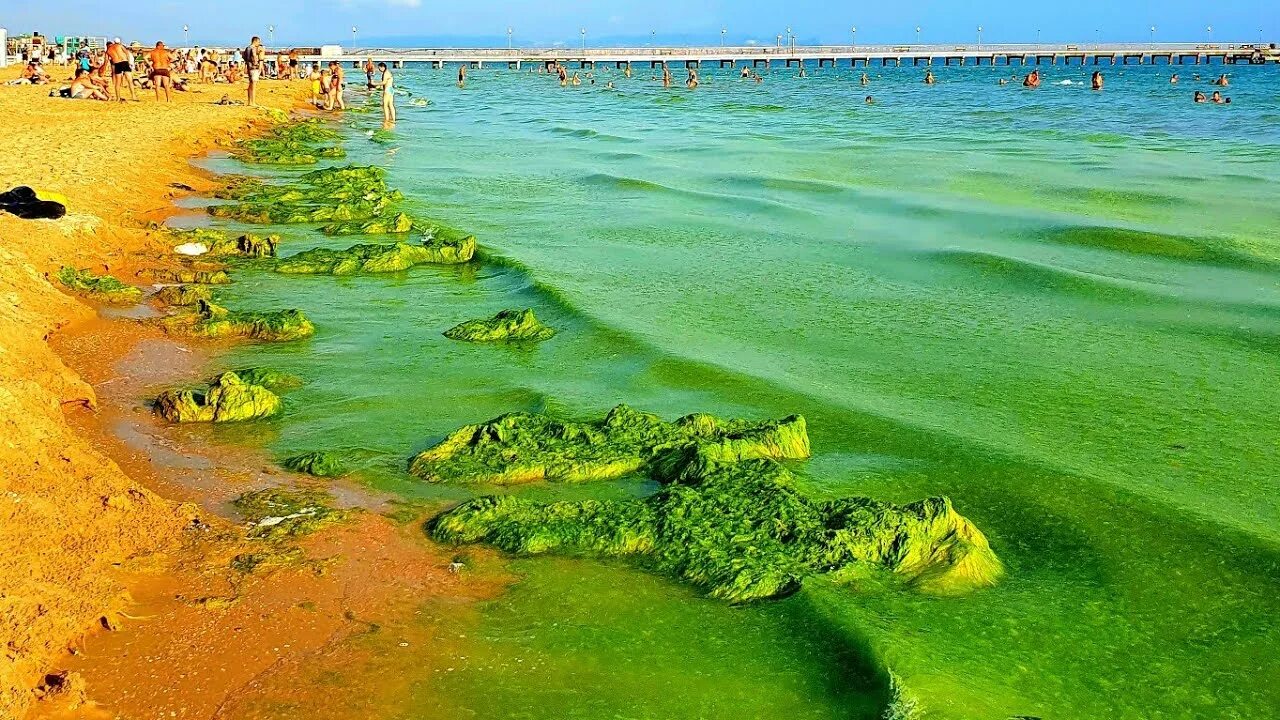 Водоросли в анапе. Витязево море 2022. Анапа Витязево море. Анапа Витязево море сейчас 2022. Цветение моря Витязево Анапа.