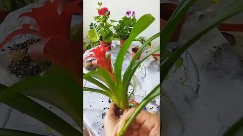 Корольдіктегі шытырман оқиғалар порно флеш ойыны