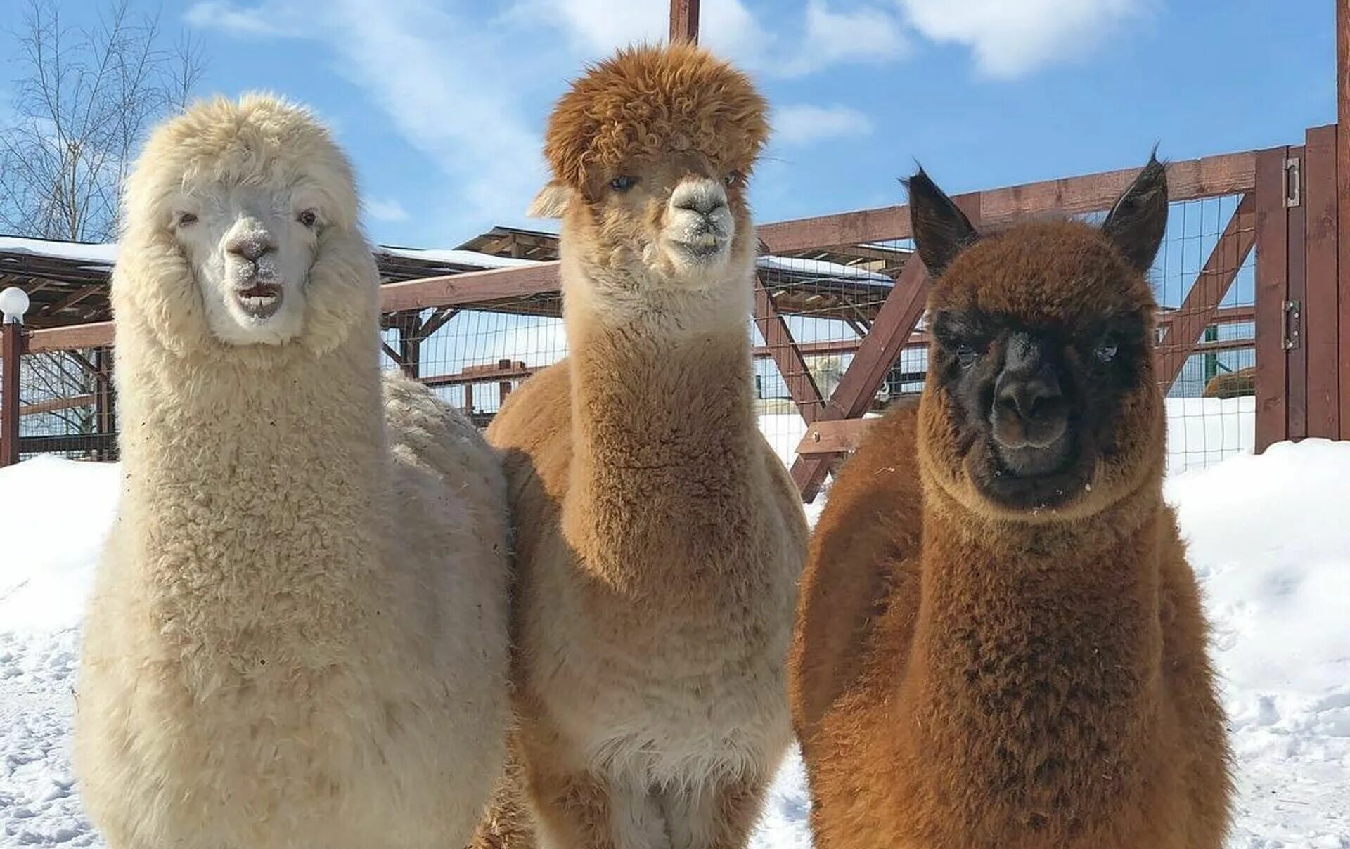 альпака на вднх. альпака в верхотурье. лама. альпака терапия верхотурье. ферма на вднх альпаки.