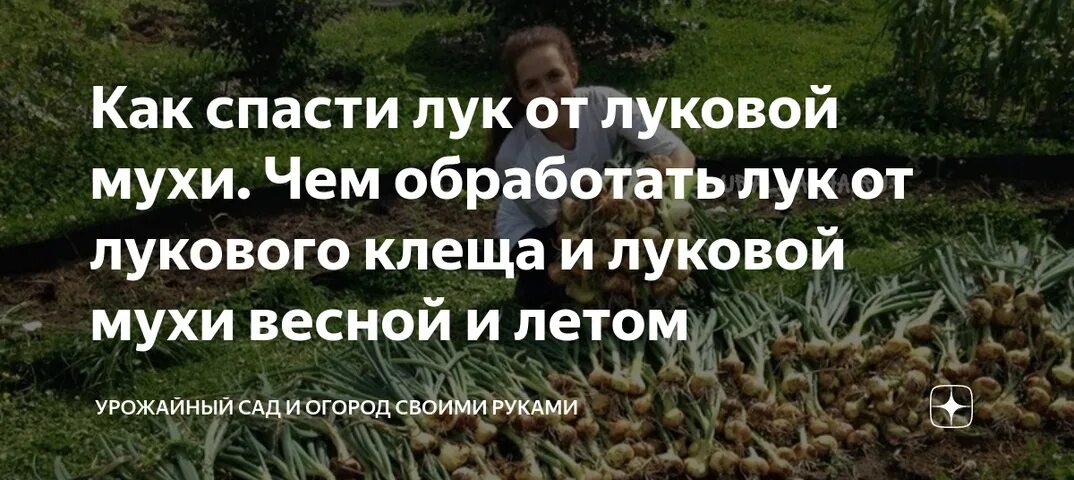 Средство от луковой мухи. Луковая муха чем обработать лук в июне. Луковая муха на луке. Луковая муха методы борьбы. Луковая муха чем обработать лук в июне.