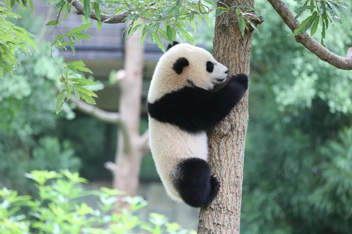 Большая китайская Панда. Панда бамбуковый медведь. Большая бамбуковая Панда. Бамбуковые панды китайские. Большая панда медведь