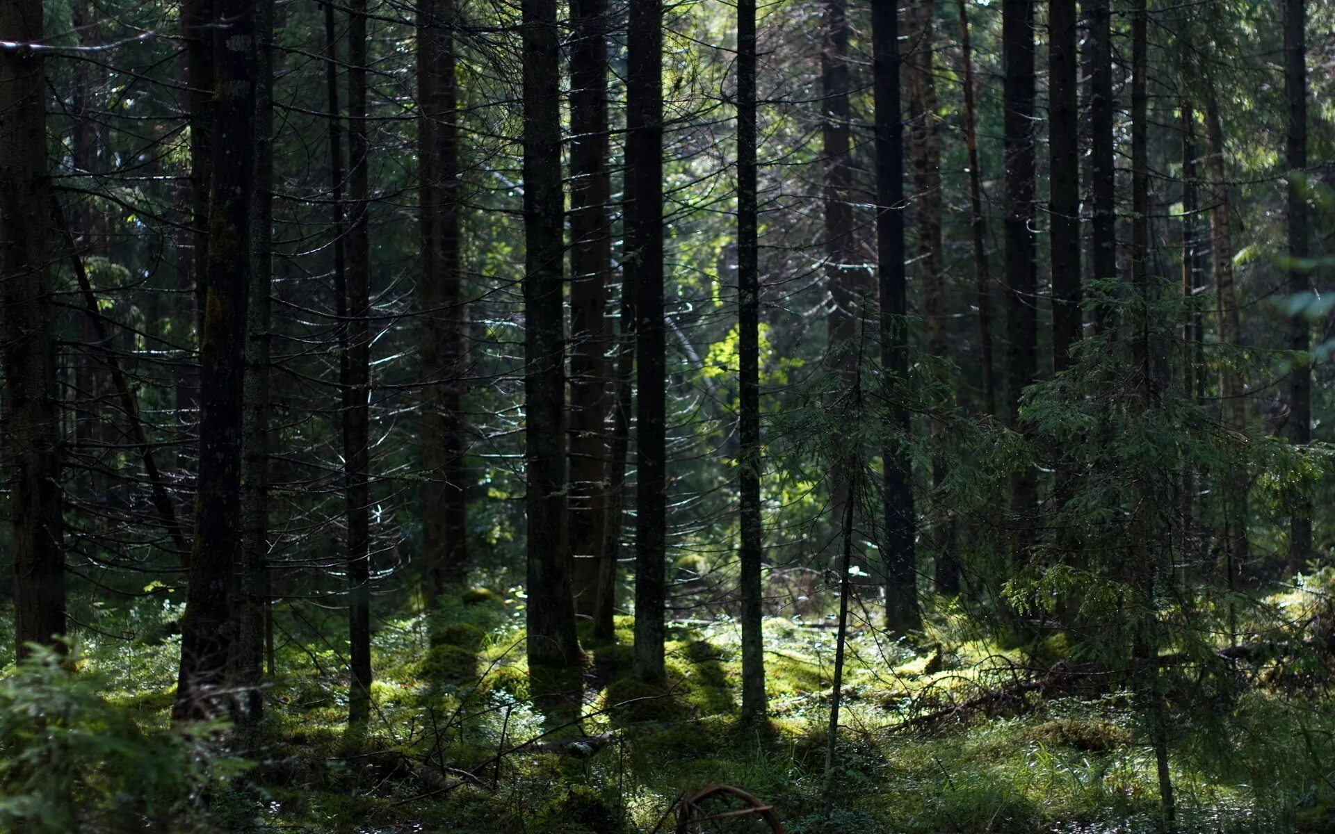 Спрят вшись в глубь леса. Беловежская пуща туманный лес. Густой лес. Дремучий Сосновый лес. Глубина леса.