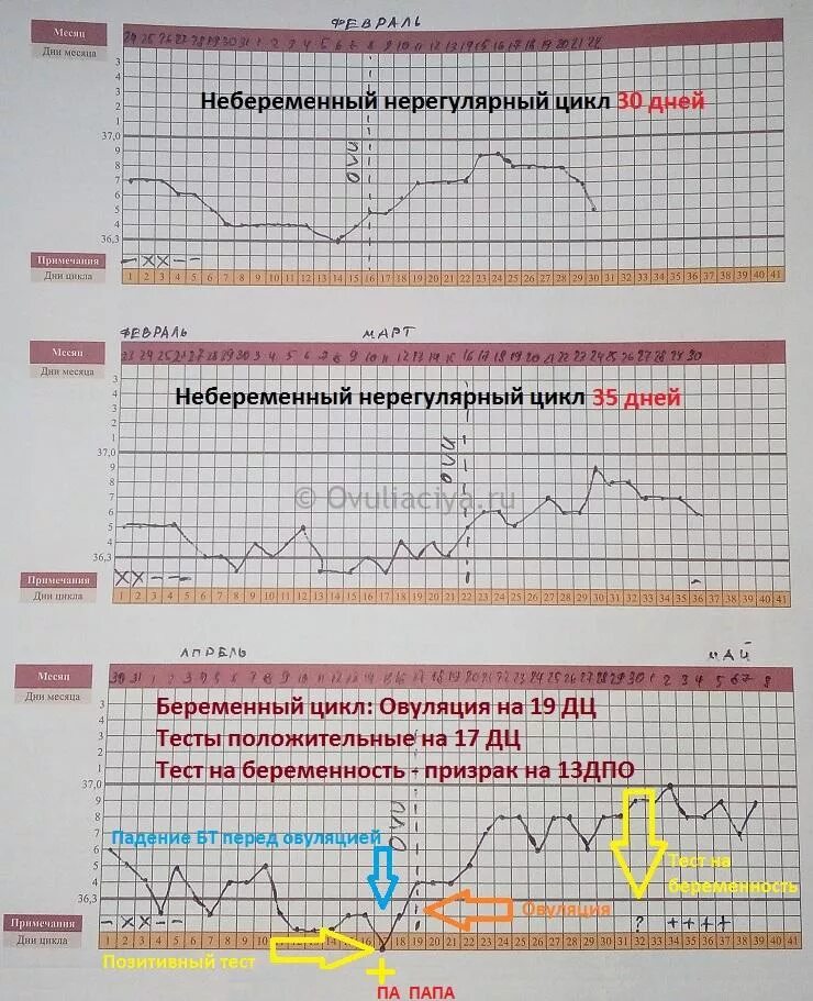 Калькулятор овуляции при нерегулярном. Беременный цикл базальной температуры. График базальной температуры в небеременный цикл. Графики базальной температуры при беременности. Беременный график базальной.