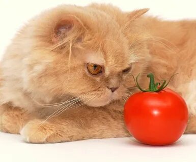 Cat vegetables