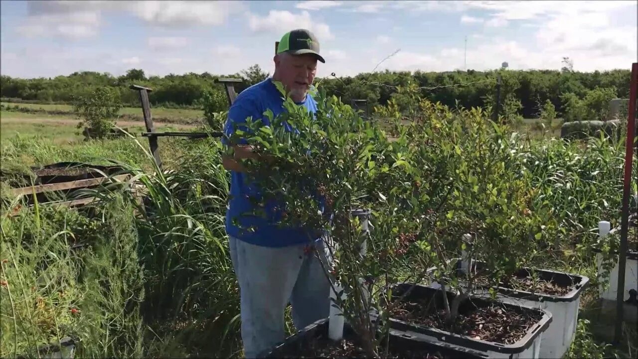 Посадка в черноземье. Голубика Садовая крупномеры. Промышленная плантация голубики в Польше. Голубика гидропоника. Емкости для посадки голубики.