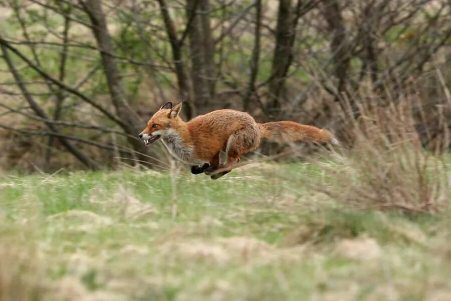 Fox on the run. Лисица обыкновенная охотится. Обыкновенная лисица охота. Лиса на охоте фото.