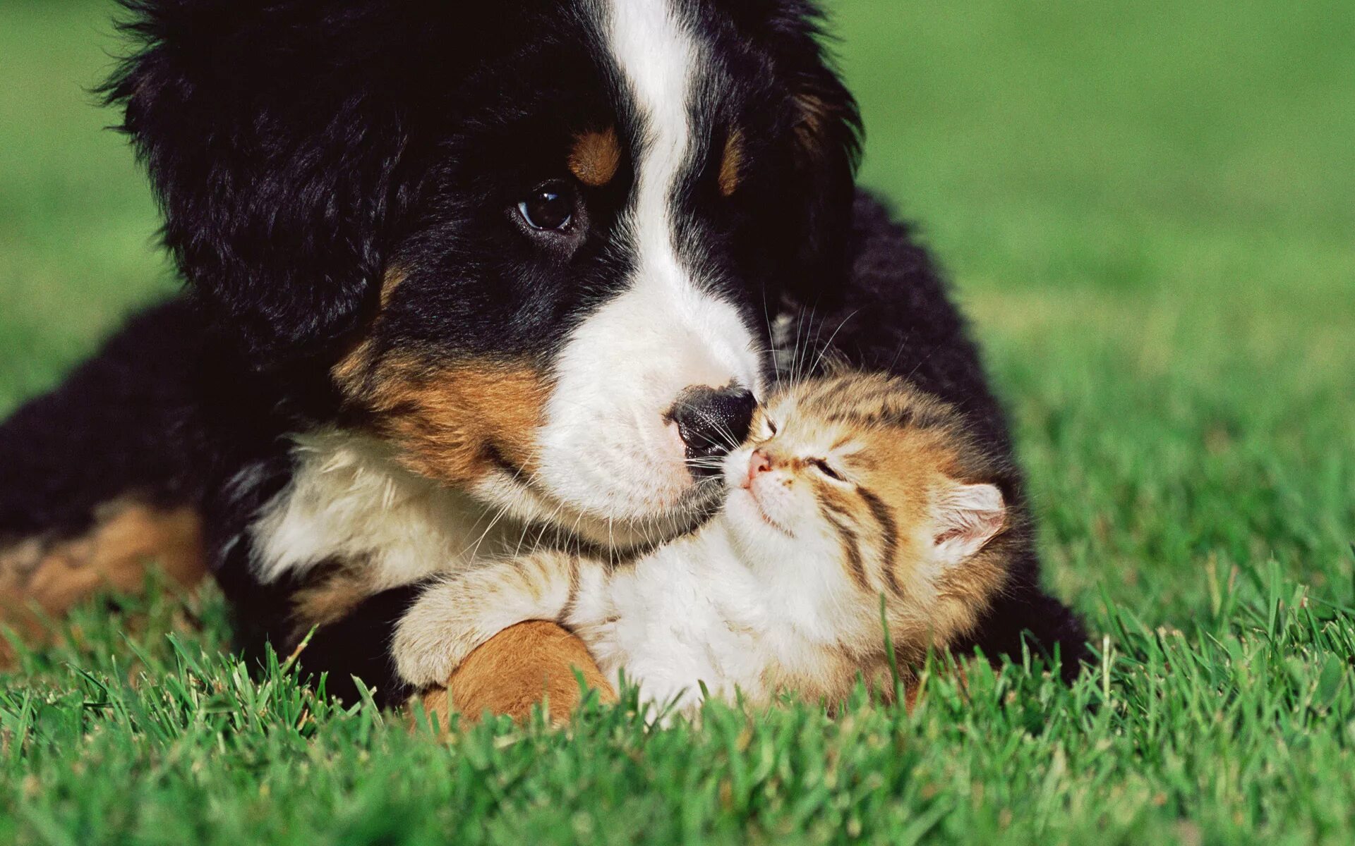 Dog and cat playing. Бернский зенненхунд. Бернский зенненхунд рыжий. Бернский зенненхунд и кошка. Бернский зенненхунд щенок.