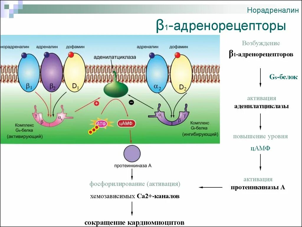 Адреналин образуется. Адреналин и норадреналин. Синтез норадреналина биохимия. Адреналин и норадреналин гормоны антагонисты. Эффекты адреналина и норадреналина.