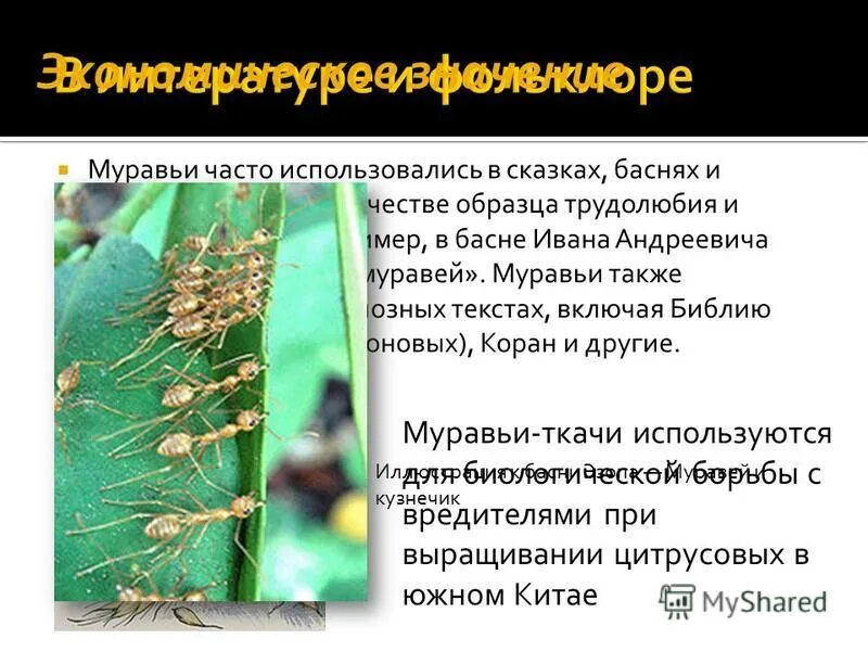 муравьишко проверь себя. с маршак помогите текст.