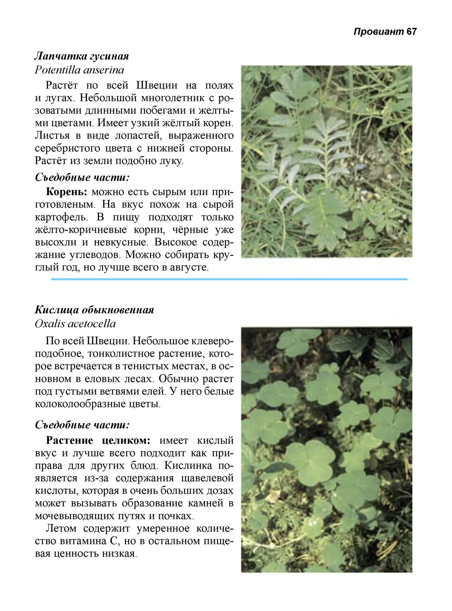 Мануал по скаму. Мануал по скаму