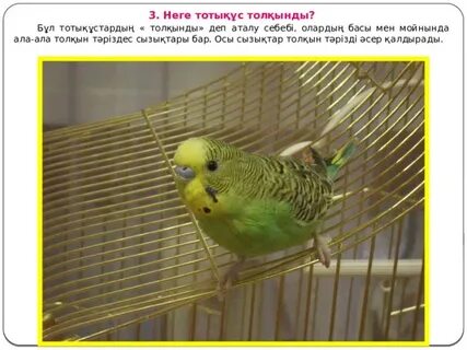 Майлы сәби порно