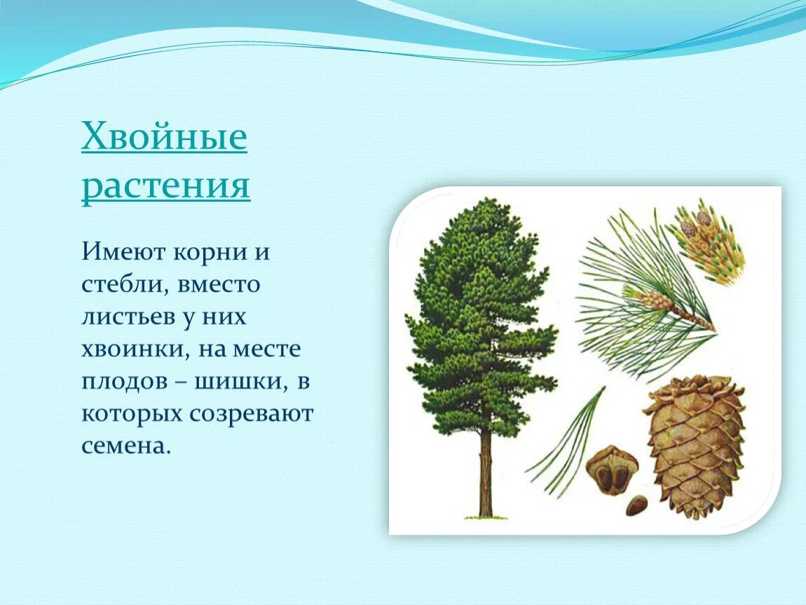 Листья хвойников. Лист хвойного растения. Листья и хвоинки. Растений растений хвойные листья. Семена ели созревают