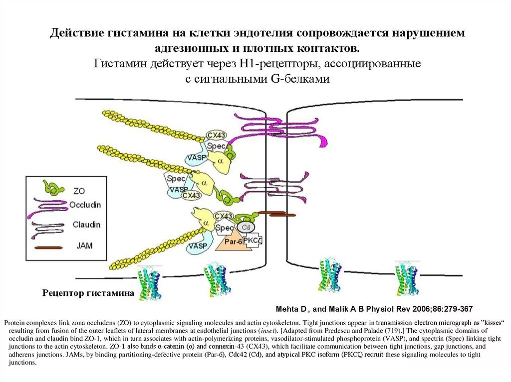 Гистамин действие. Рецепторы гистамина. Рецепторы эндотелия. Механизм действия гистамина. Гистамин это белок.