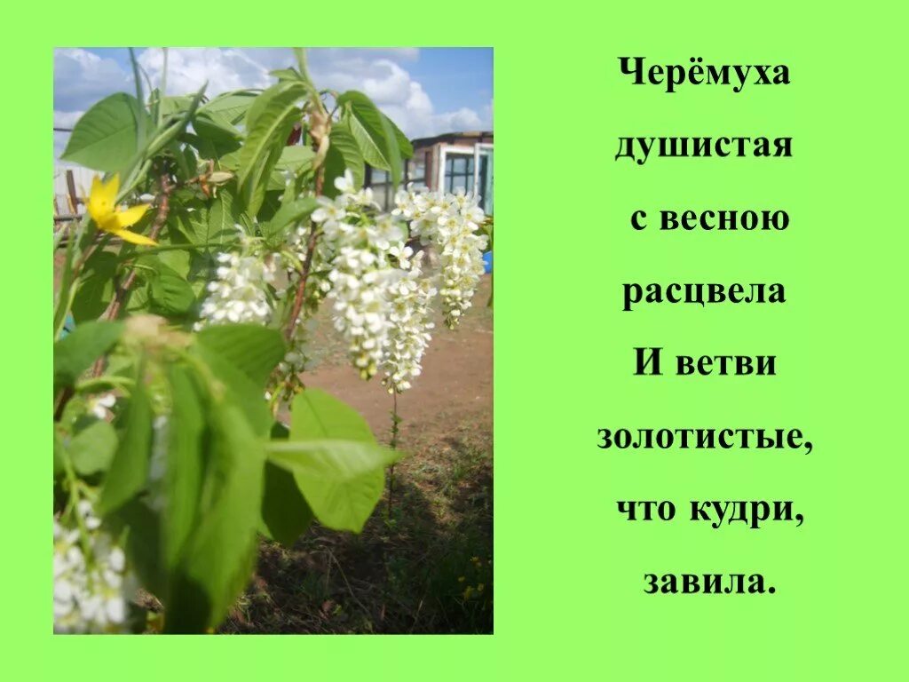 Весной она пахуч зацветала. Черёмуха душистая. Черёмуха душистая с весною. Есенин черёмуха душистая с весною расцвела. Черемушки душистая весною.