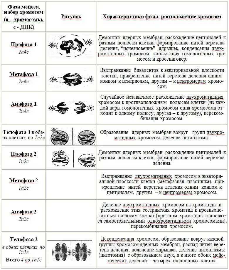 Мейоз фазы таблица набор хромосом. Мейоз фазы и процессы таблица. Хромосомный набор в фазах мейоза. Таблица фазы мейоза и их характеристика.