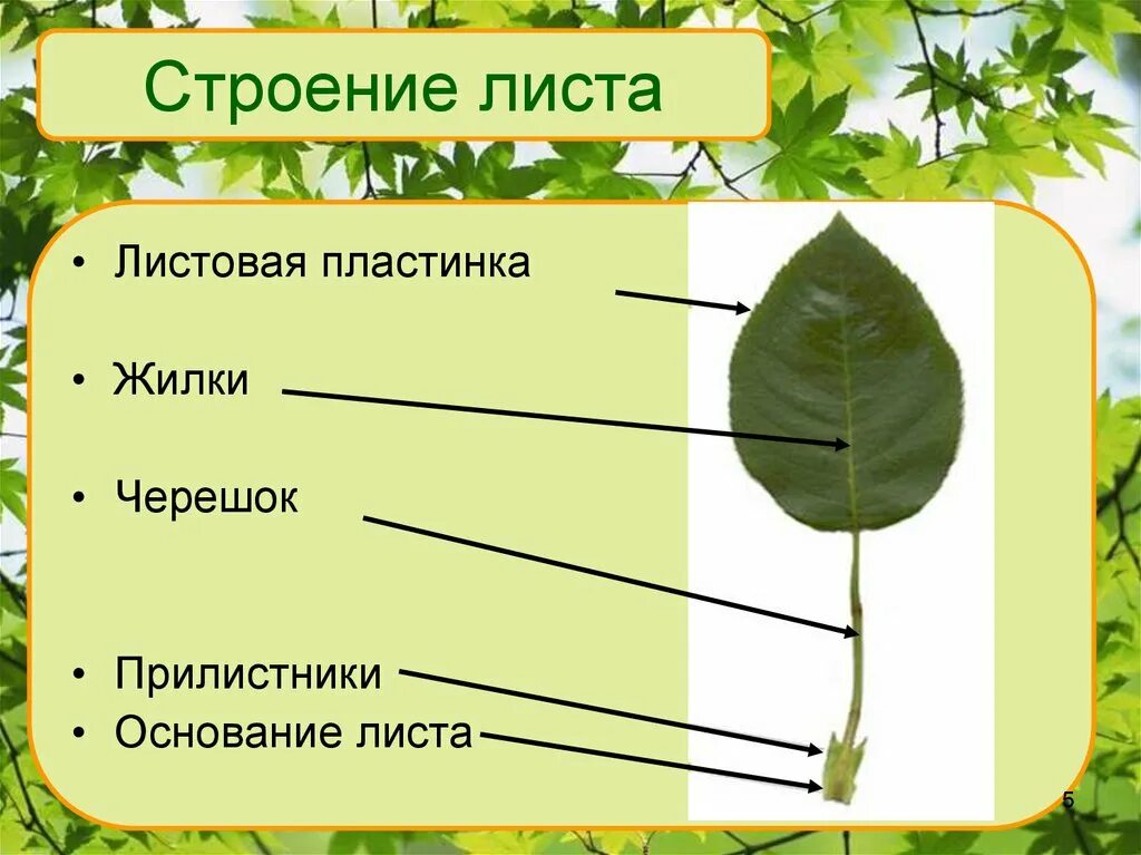 Опиши строение листа