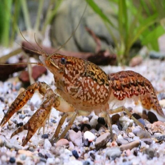 Раки в аквариуме содержание. Procambarus virginalis. Аквариумные мраморные рачки. Рачки в аквариуме. Прокамбарус Мармор.