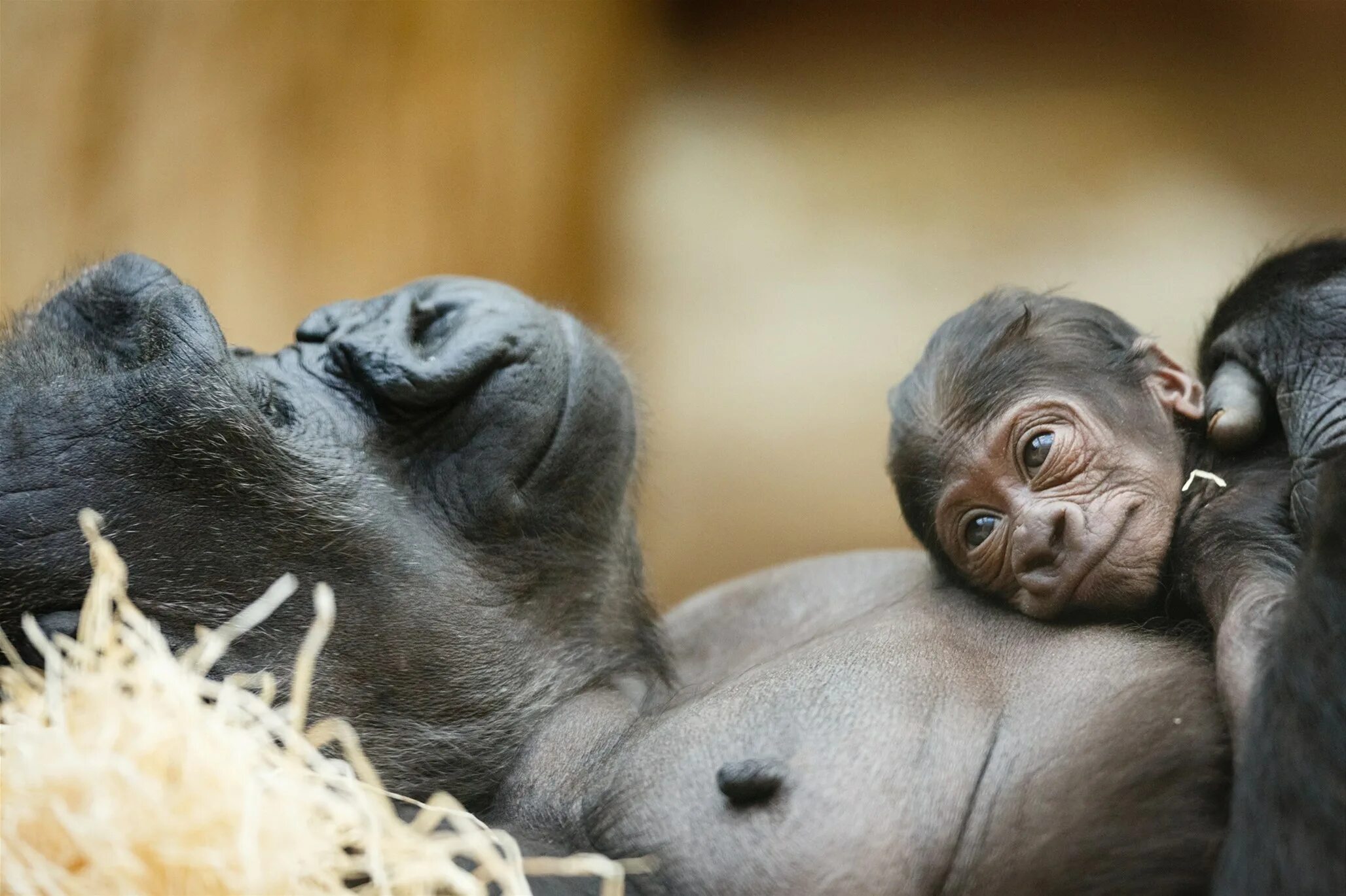 Новорожденный шимпанзе. Заботливые животные. Мама и малыш животные. Мамы животные и их детен. Мать и ребенок животные