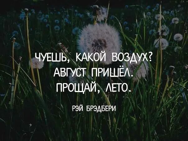 Август цитаты. Лето август цитаты. цитаты про август. цитаты про август красивые. красивые фразы про август.