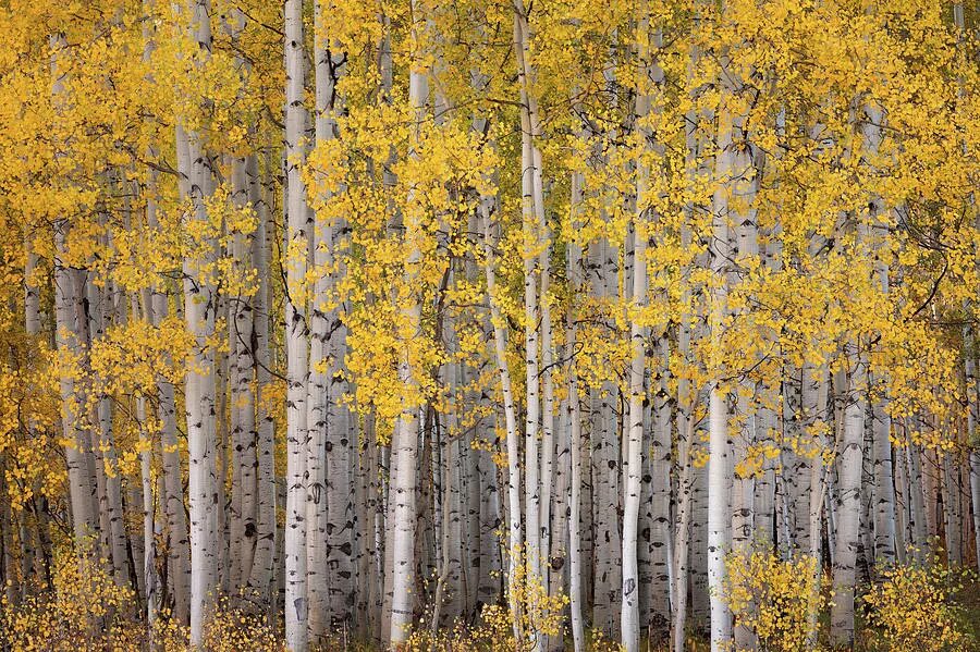 Березки надели. Осенняя береза. Золотая осень березы. Береза осень. Осенний березовый лес.