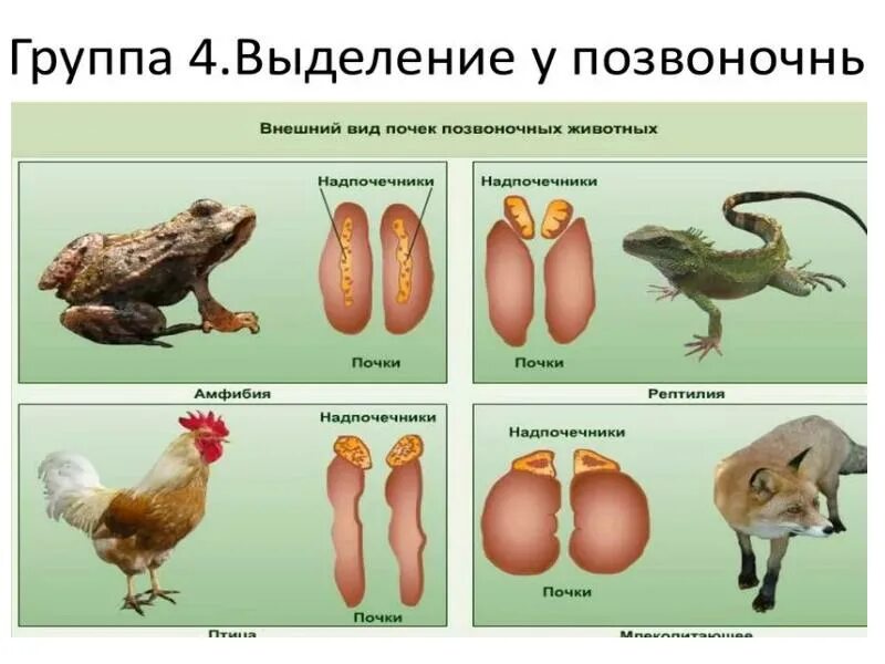Выделительная система разных животных. Органы выделения позвоночных животных. выделительная система животных. органы выделительной системы животных. выделительная система позвоночных животных таблица.