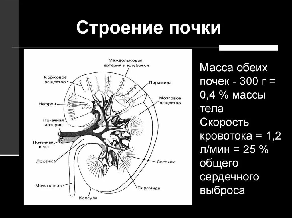 Почечная ножка схема. Строение почечной артерии. Типы кровоснабжения почек. Макроскопическое строение почки. Артерия и вена почки