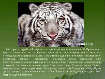 Поэтическое описание тигра