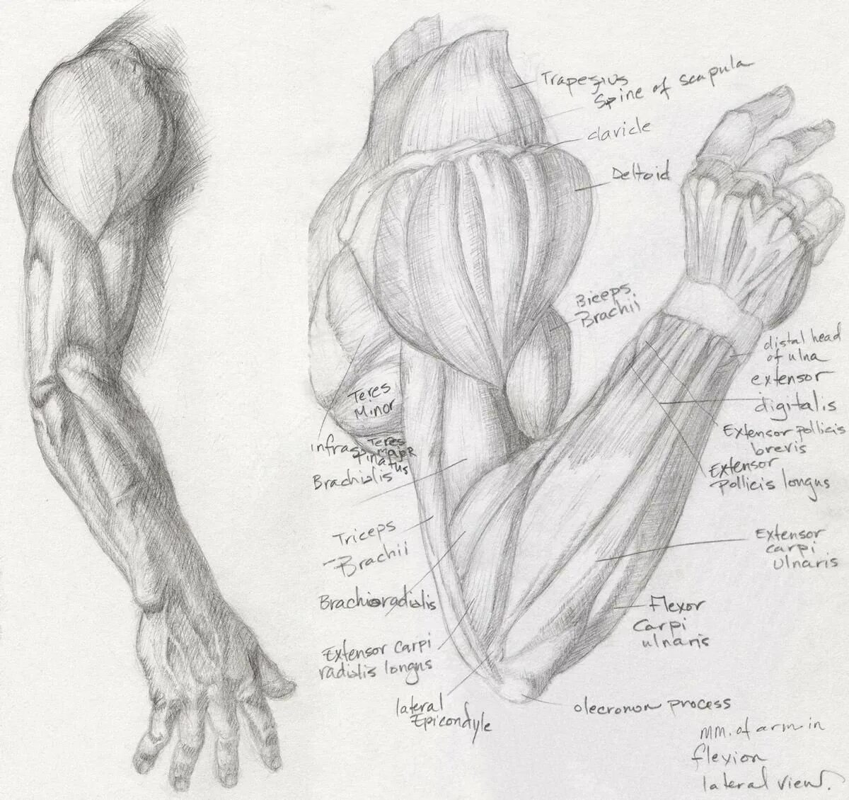 Строение руки рисунок. Мышцы предплечья пластическая анатомия. Мышцы предплечья анатомия рисунок. Мышцы руки анатомия. Мышцы верхних конечностей пластическая анатомия.