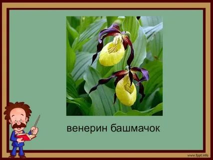 Венерин башмачок природная зона