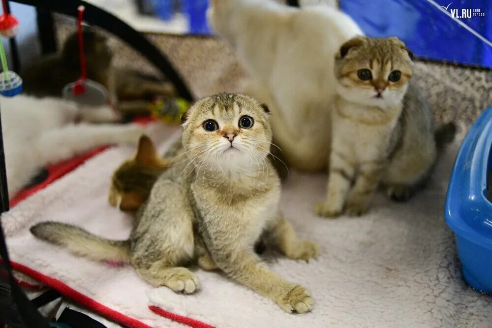 Выставка кошек Владивосток. Выставка шотландских вислоухих кошек. Мурляндия выставка кошек. Выставка кошек в Сокольниках.