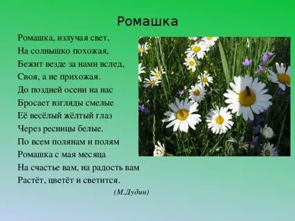 Сочинение про ромашку 3