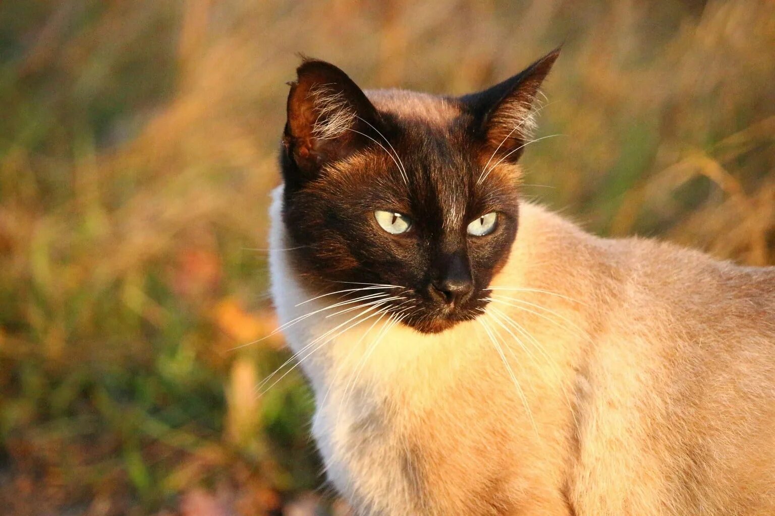 Порода кошек д. Сиамская кошка. Старотипная Сиамская. Сиамская черепаховая кошка. Дикая Сиамская кошка.