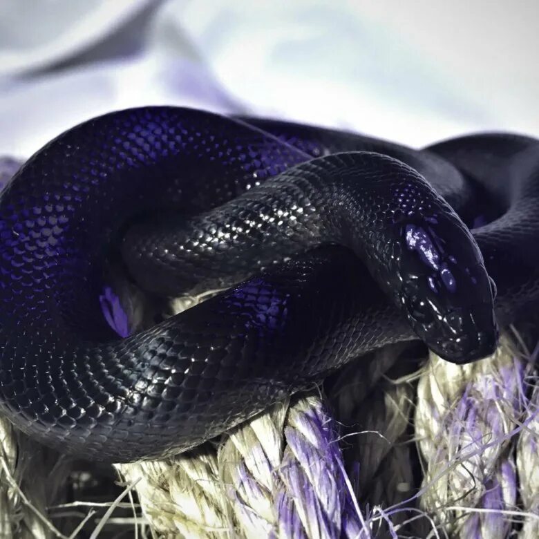 Темного змейка. Королевская змея нигрита. Змея Нигритта (Королевская “Nigrita”). Королевская черная змея Nigrita. Мексиканская Королевская черная змея нигрита.