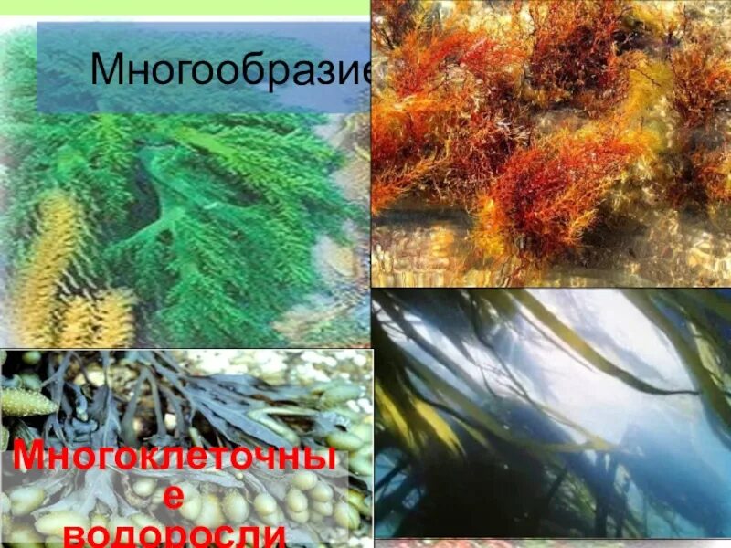 Разнообразие водорослей биология