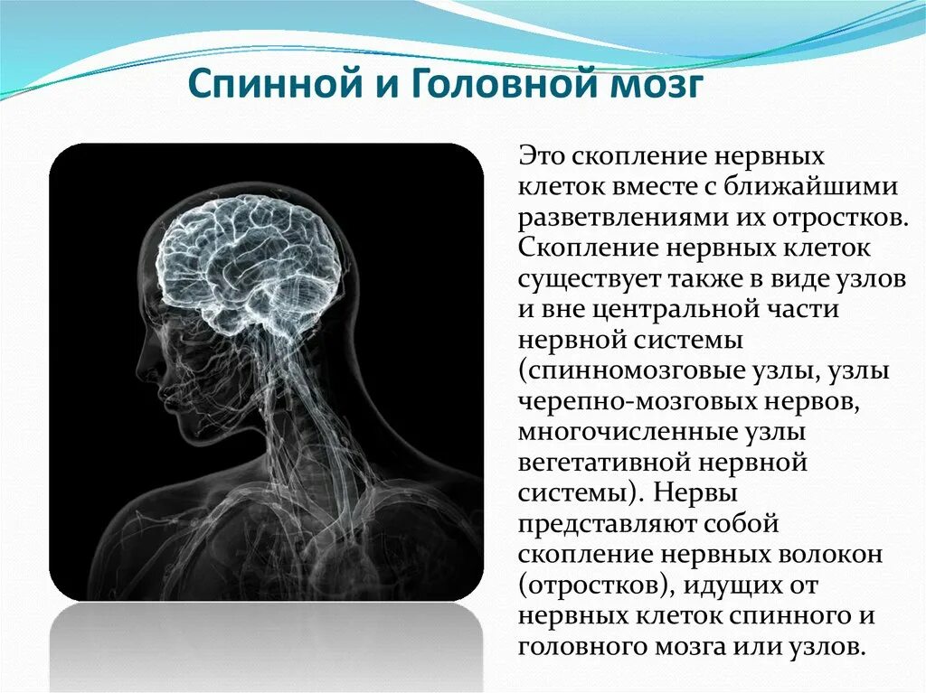 Нервные узлы это скопление. Скопление нервных клеток вне спинного и головного мозга. Скопление отростков нервных клеток. Что собой представляют нервы. Скопление нервных клеток клеток вне спинного и головного мозга это.