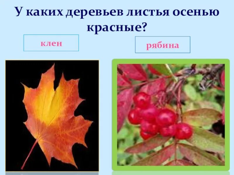 Какие листья деревьев краснеют. Листья каких деревьев осенью краснеют. какие листья осенью красные. клен и рябина. листья каких деревьевосееью красеебт.