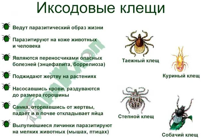 Переносчик паукообразных
