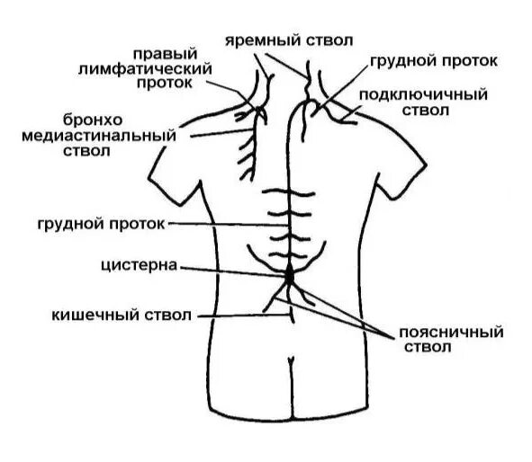 Грудной проток лимфатической системы анатомия. Цистерна лимфатического протока. Грудной проток лимфатической системы. Левый поясничный ствол на латыни. Ход грудного лимфатического протока.